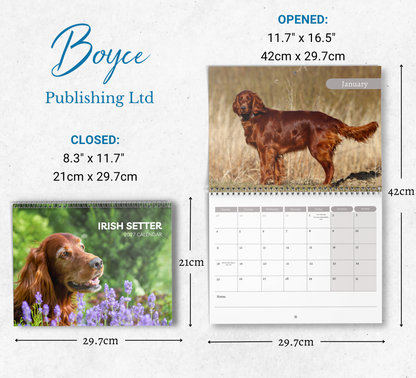 Irish Setter Calendar 2027