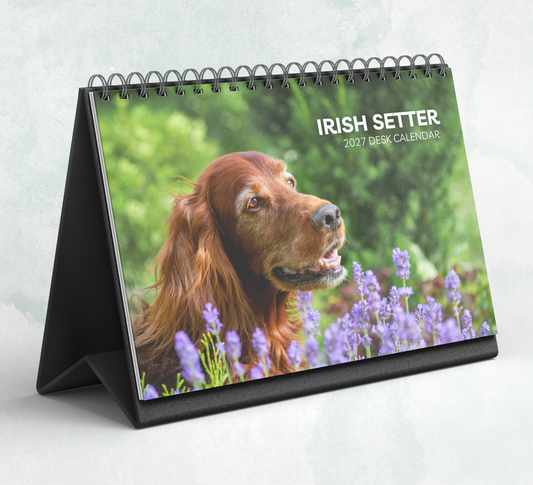 Irish Setter Desk Calendar 2027-2028