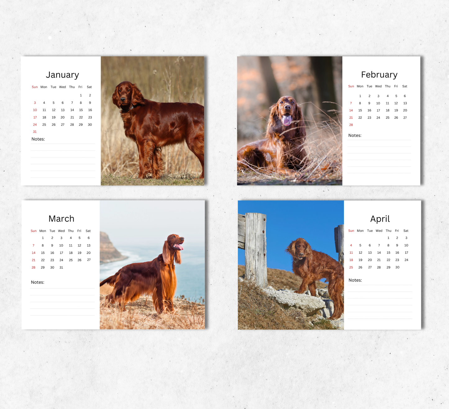Irish Setter Desk Calendar 2027-2028