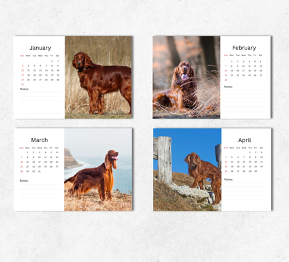 Irish Setter Desk Calendar 2027-2028