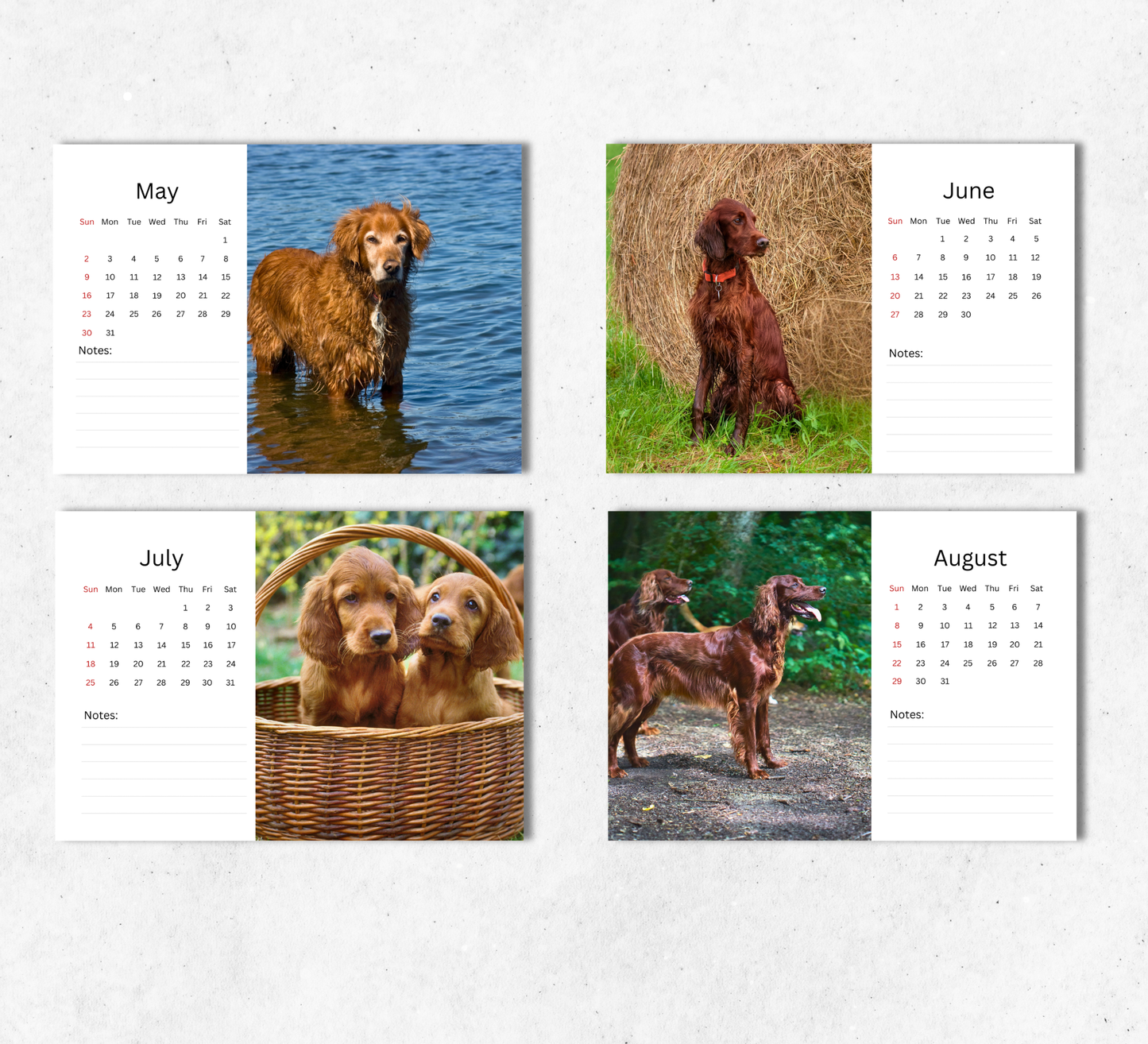 Irish Setter Desk Calendar 2027-2028