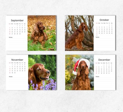 Irish Setter Desk Calendar 2027-2028