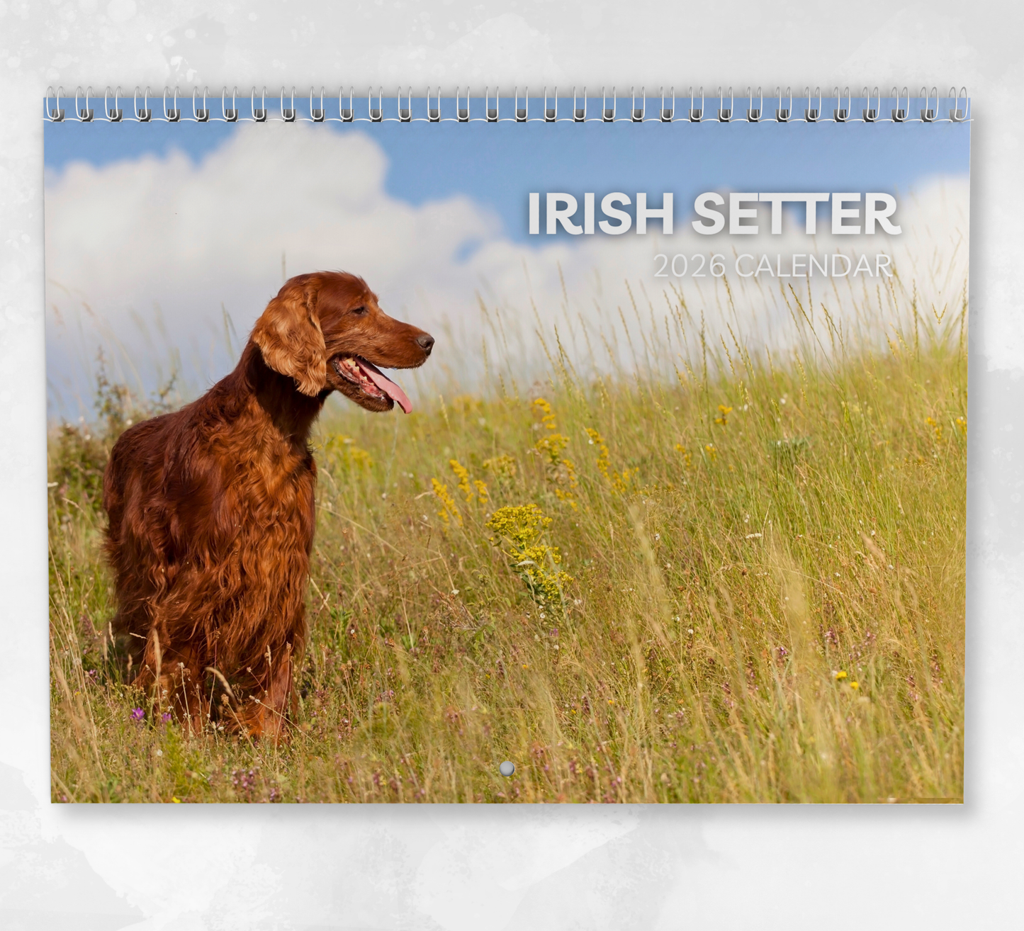 Irish Setter Calendar 2026