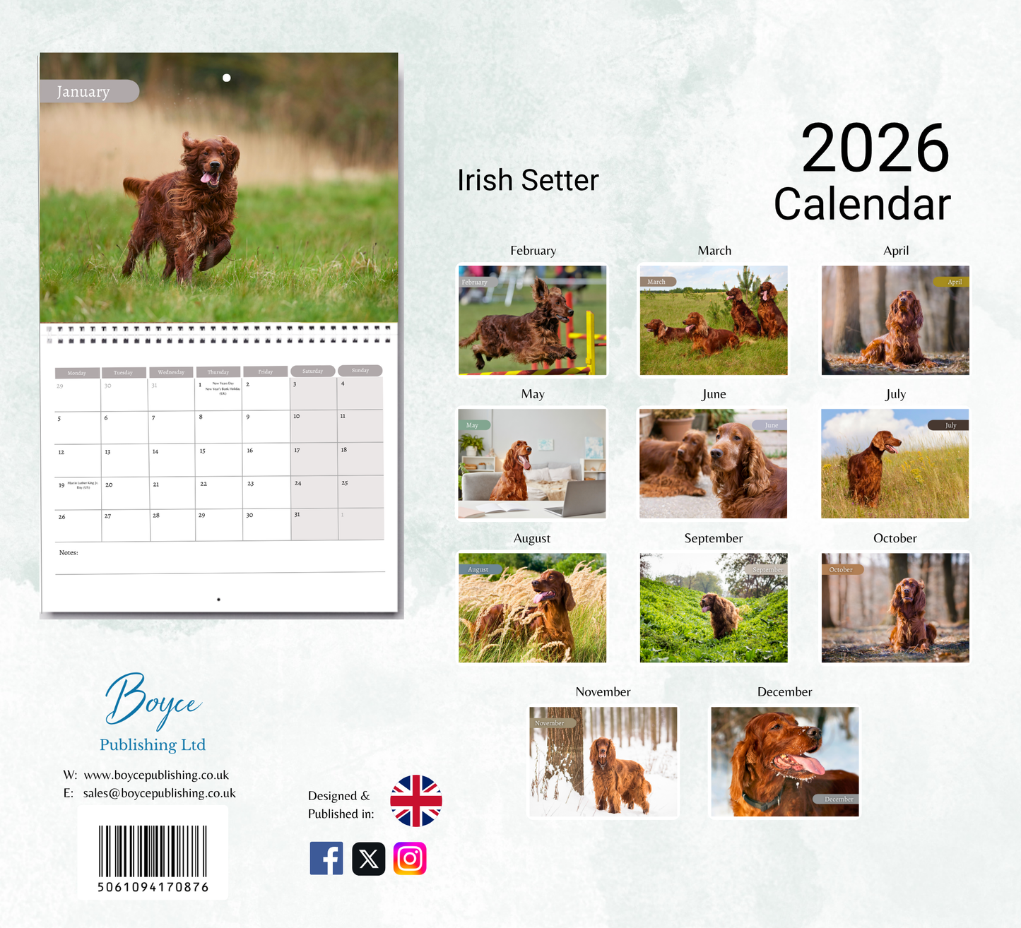Irish Setter Calendar 2026