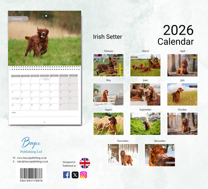 Irish Setter Calendar 2026