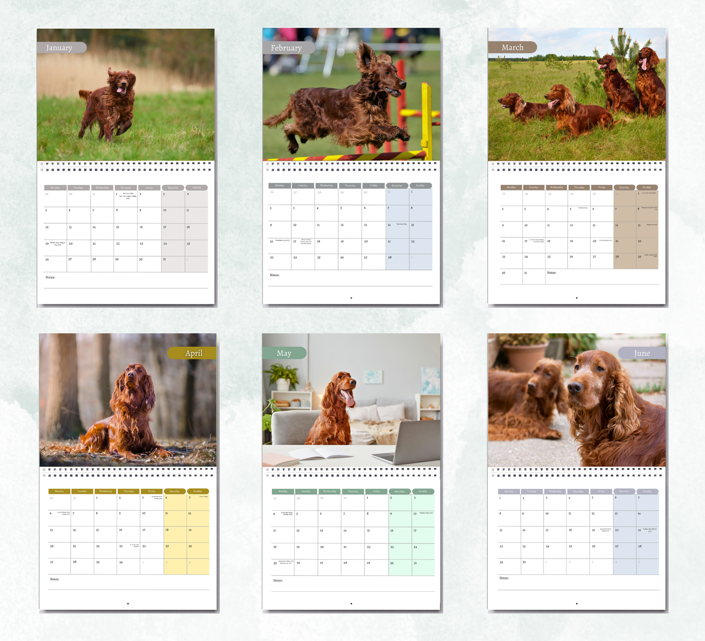 Irish Setter Calendar 2026