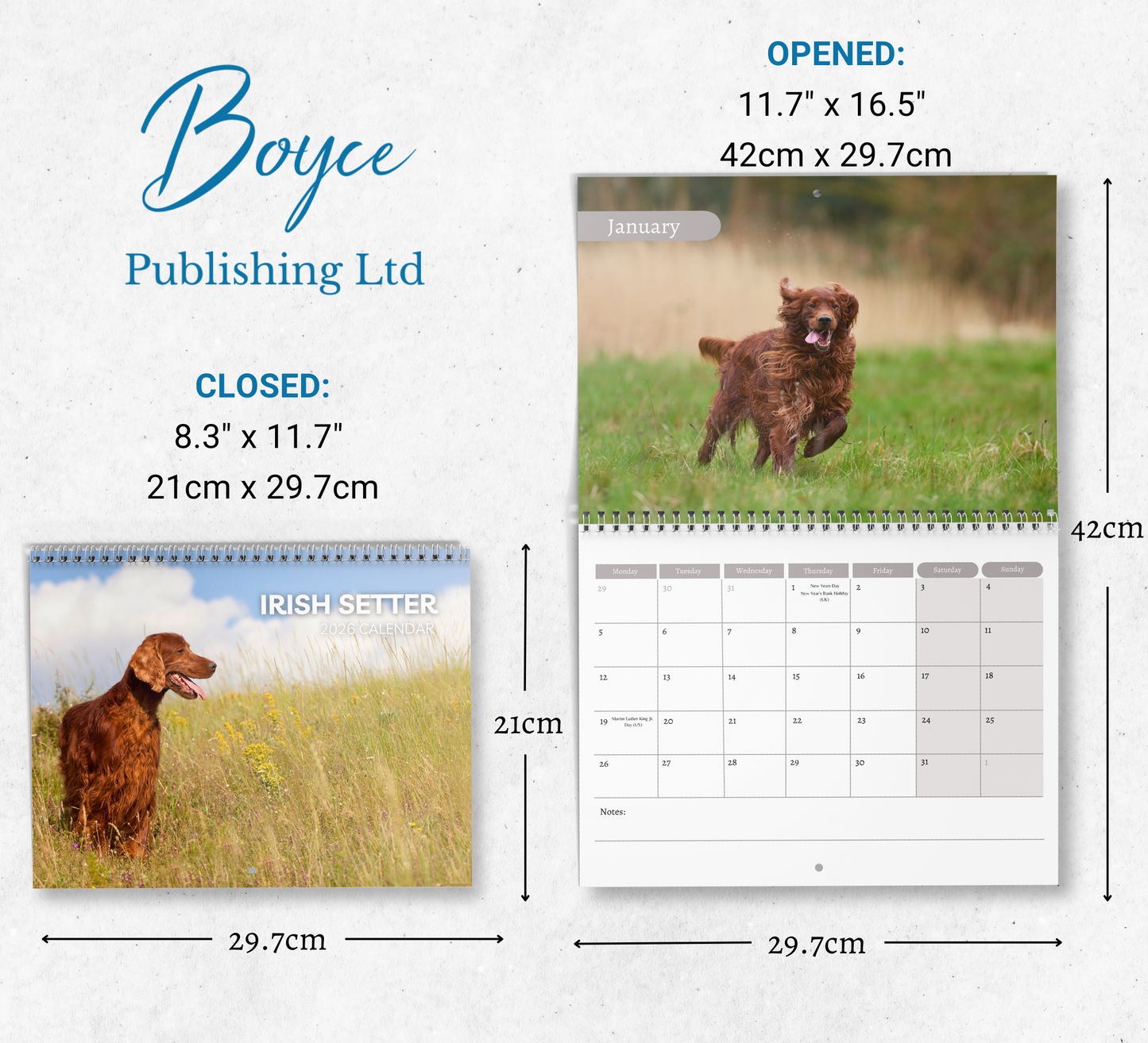 Irish Setter Calendar 2026