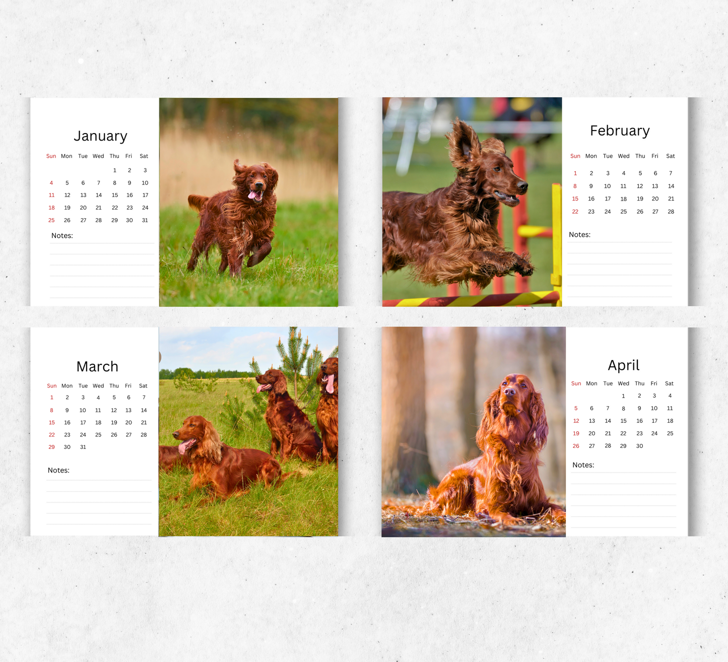 Irish Setter Desk Calendar 2026-2027