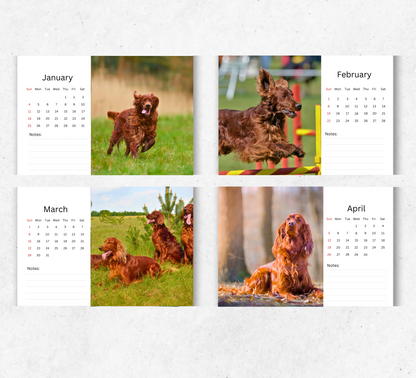Irish Setter Desk Calendar 2026-2027