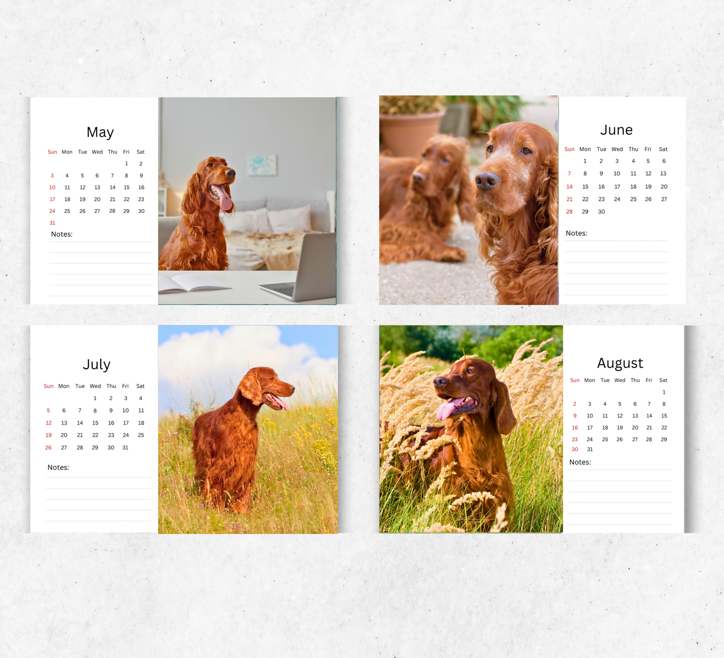 Irish Setter Desk Calendar 2026-2027