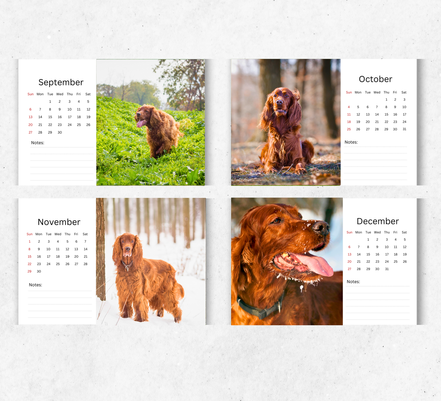 Irish Setter Desk Calendar 2026-2027