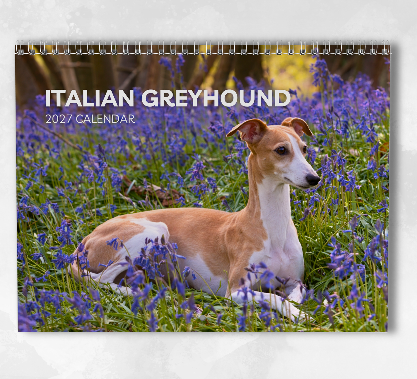 Italian Greyhound Calendar 2027