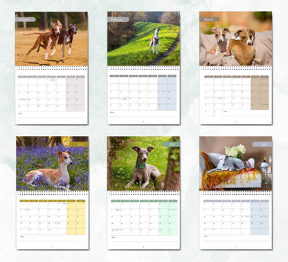 Italian Greyhound Calendar 2027