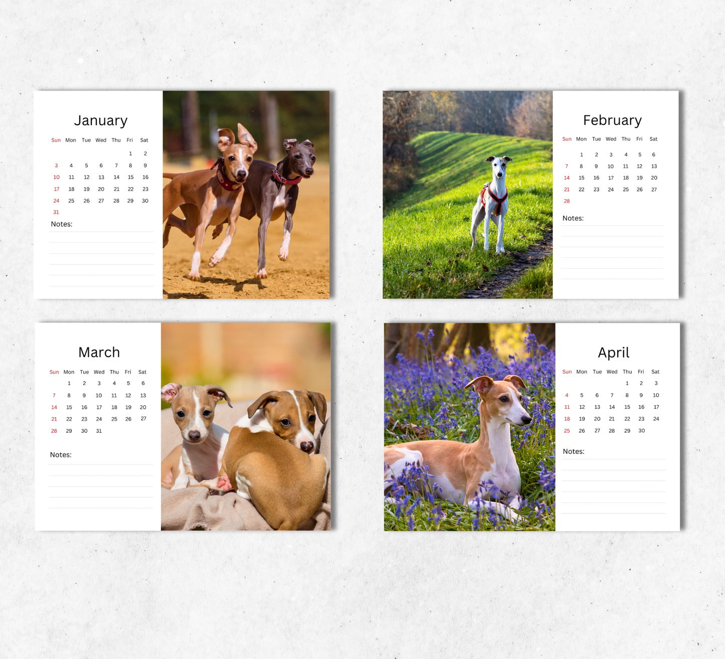 Italian Greyhound Desk Calendar 2027-2028