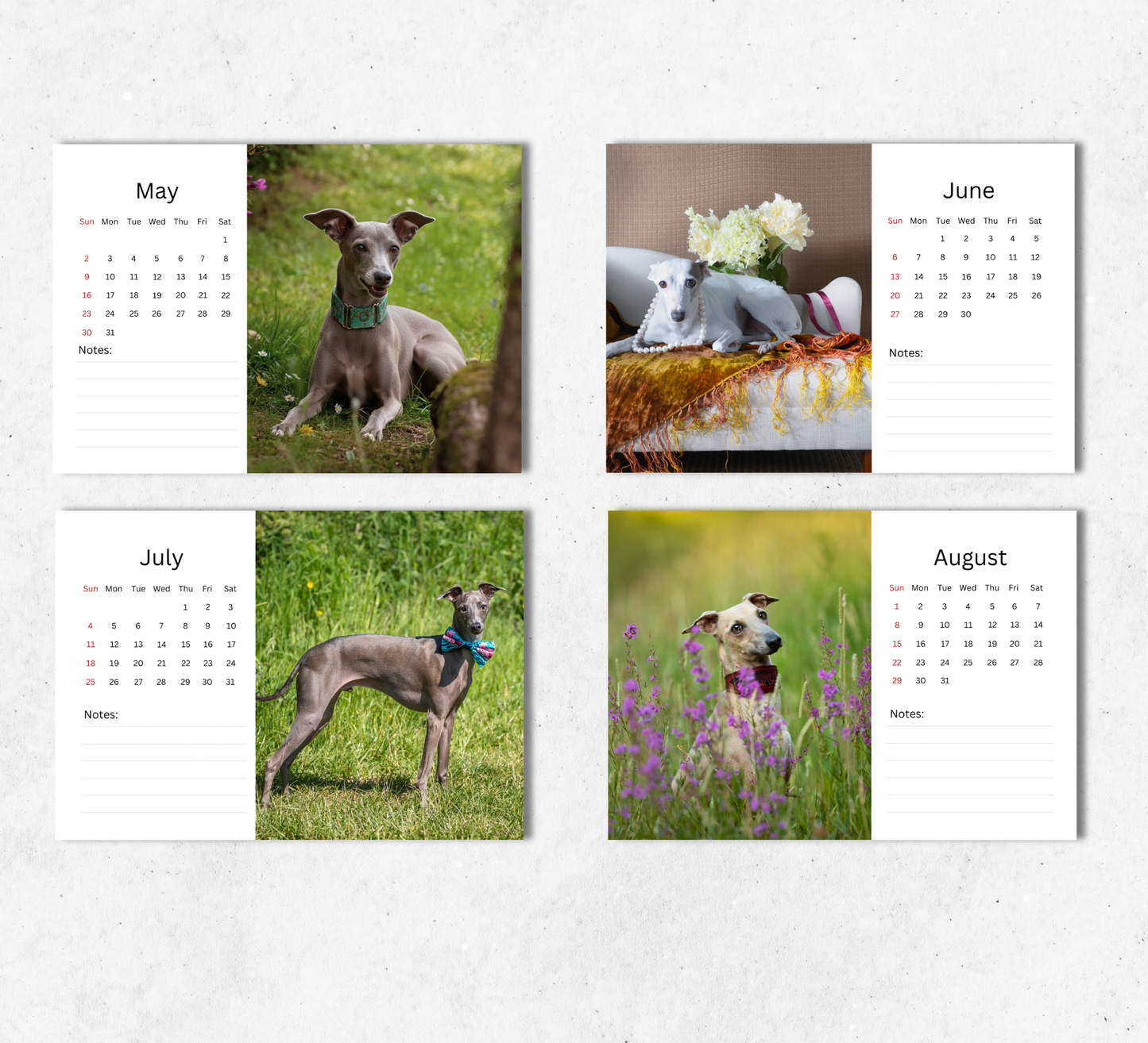 Italian Greyhound Desk Calendar 2027-2028