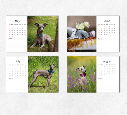 Italian Greyhound Desk Calendar 2027-2028