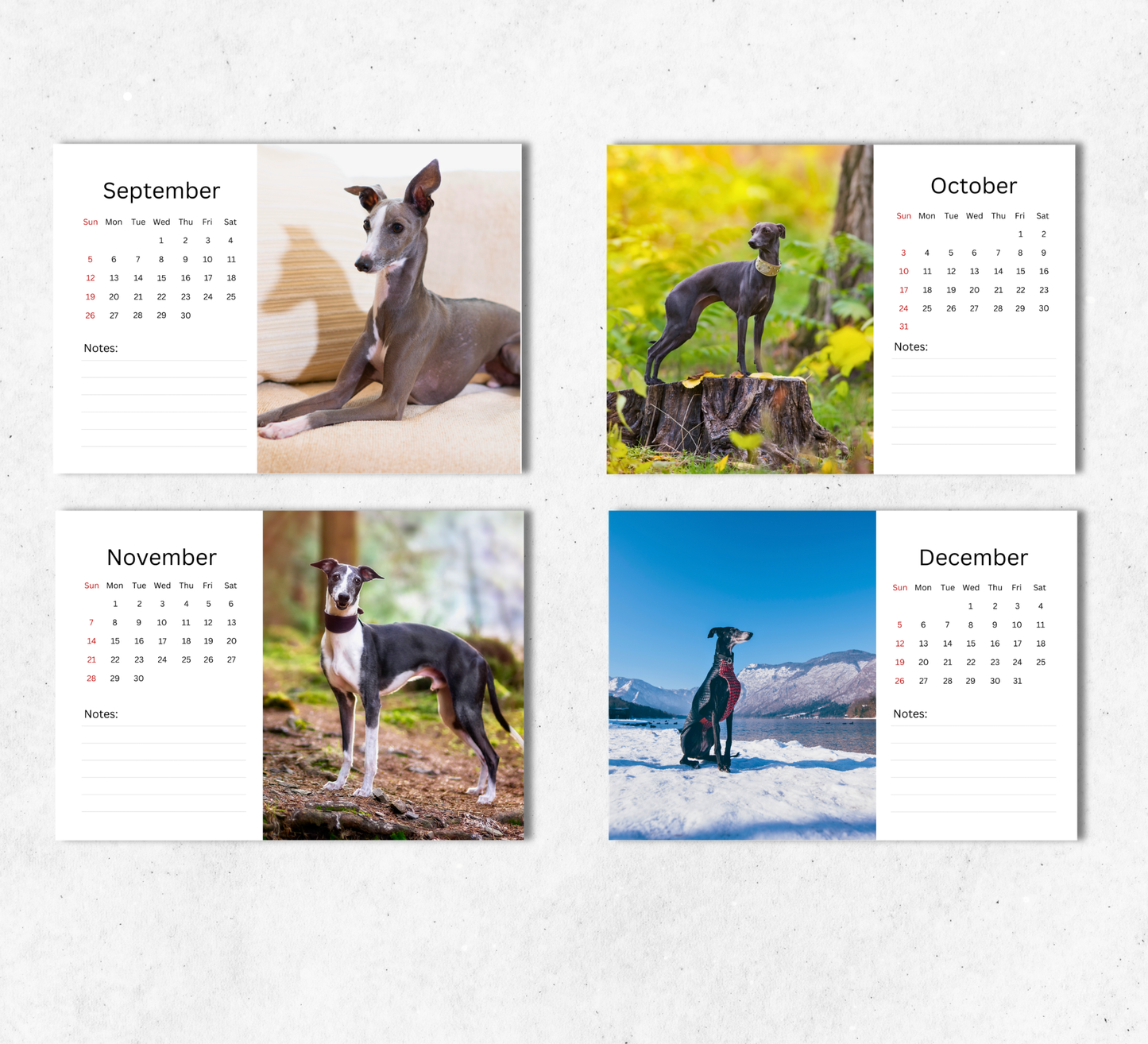 Italian Greyhound Desk Calendar 2027-2028