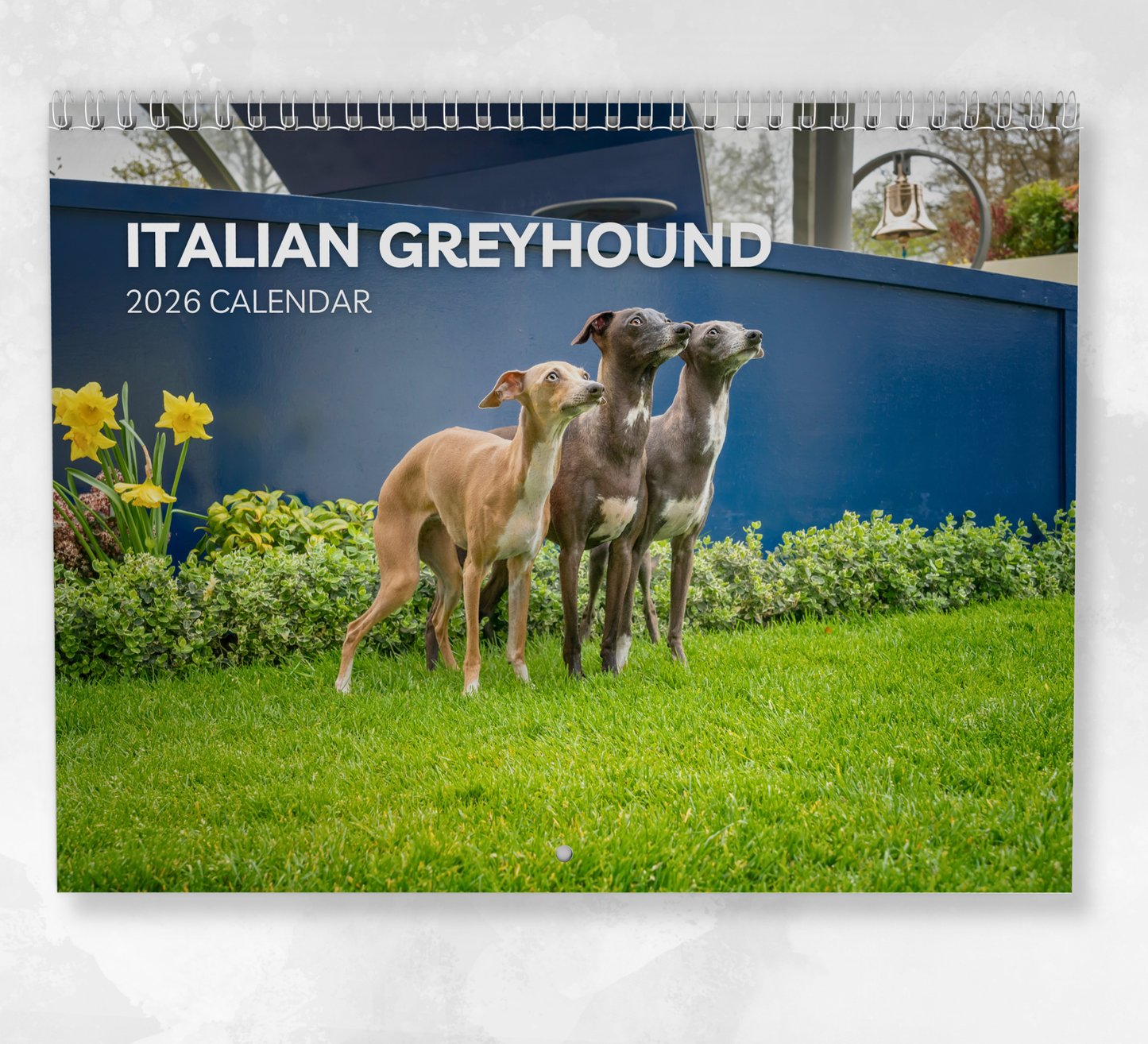 Italian Greyhound Calendar 2026