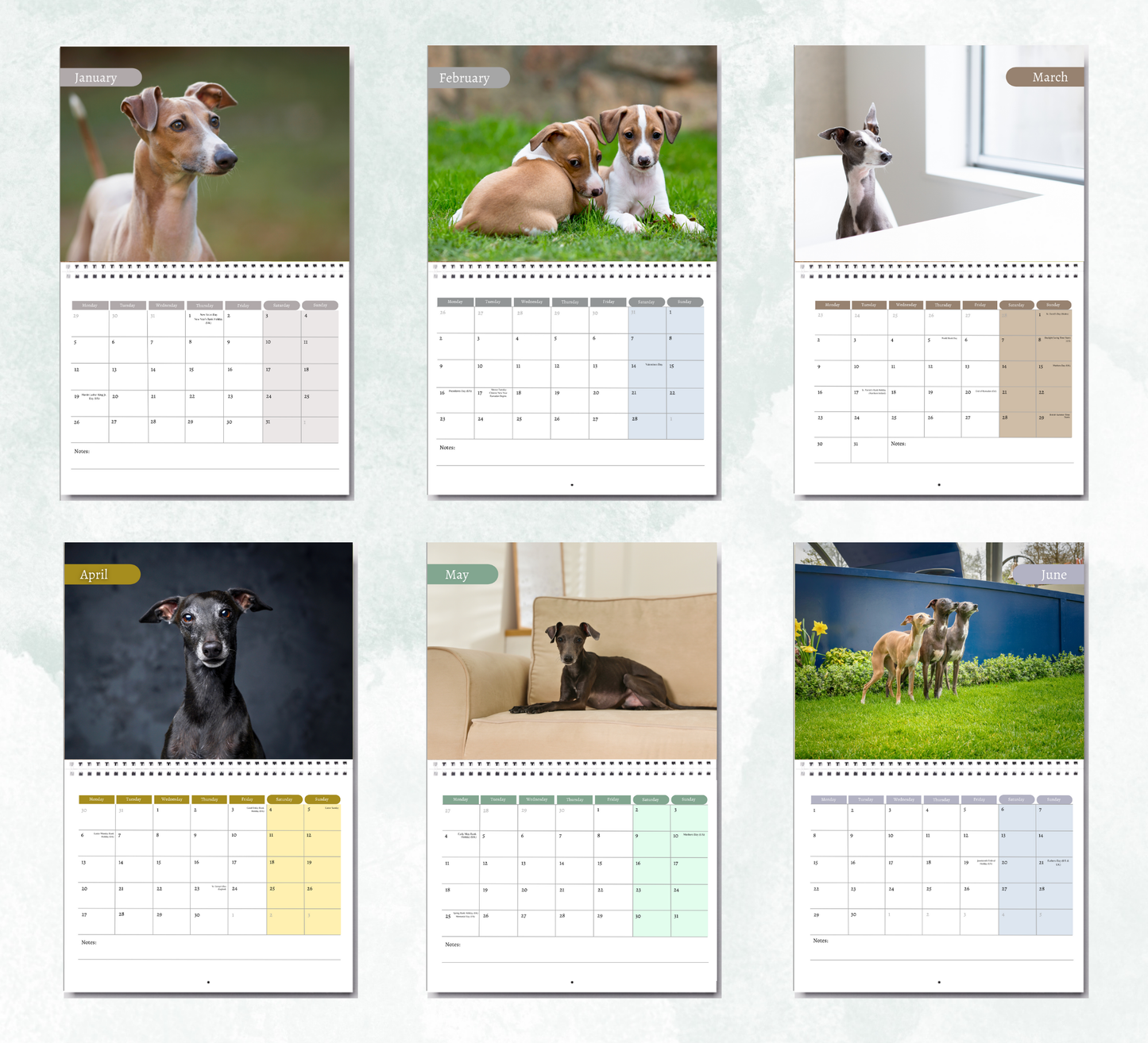 Italian Greyhound Calendar 2026
