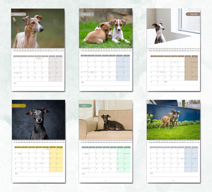 Italian Greyhound Calendar 2026