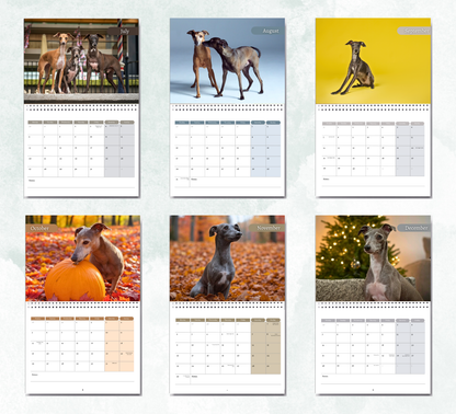 Italian Greyhound Calendar 2026