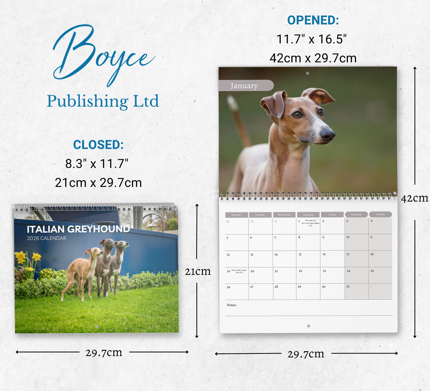 Italian Greyhound Calendar 2026