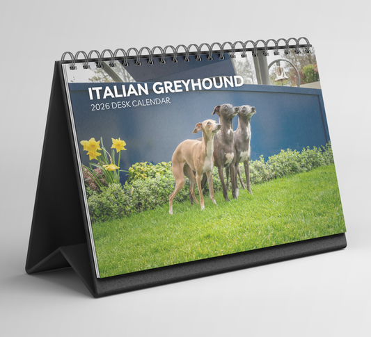 Italian Greyhound Desk Calendar 2026-2027