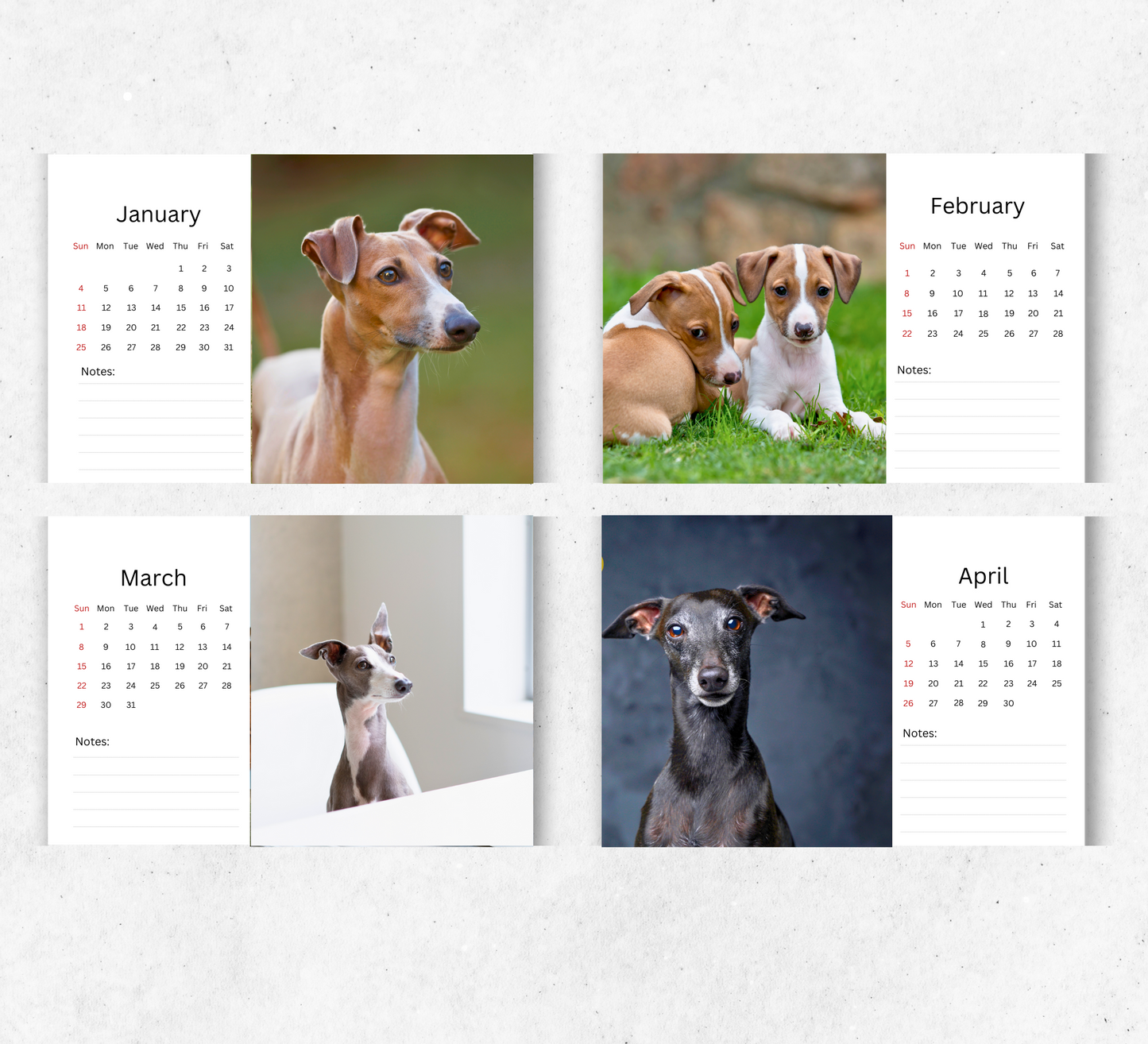Italian Greyhound Desk Calendar 2026-2027