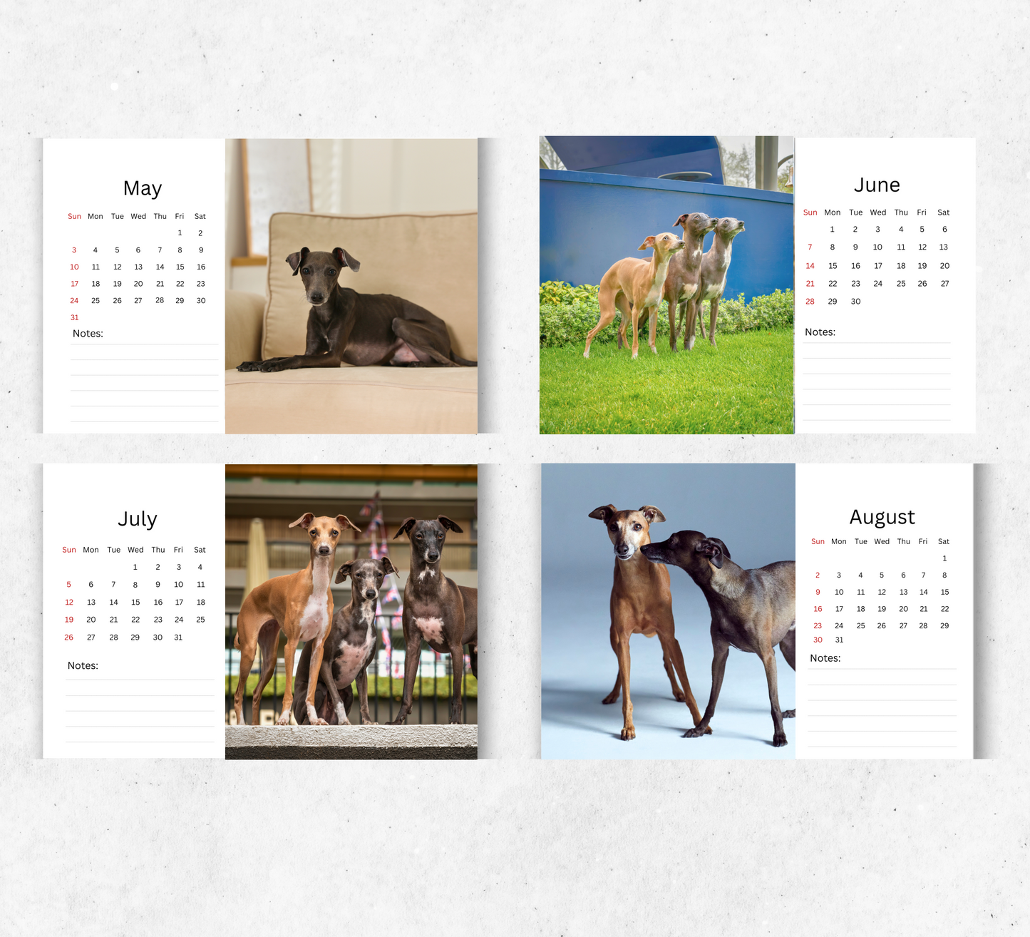 Italian Greyhound Desk Calendar 2026-2027