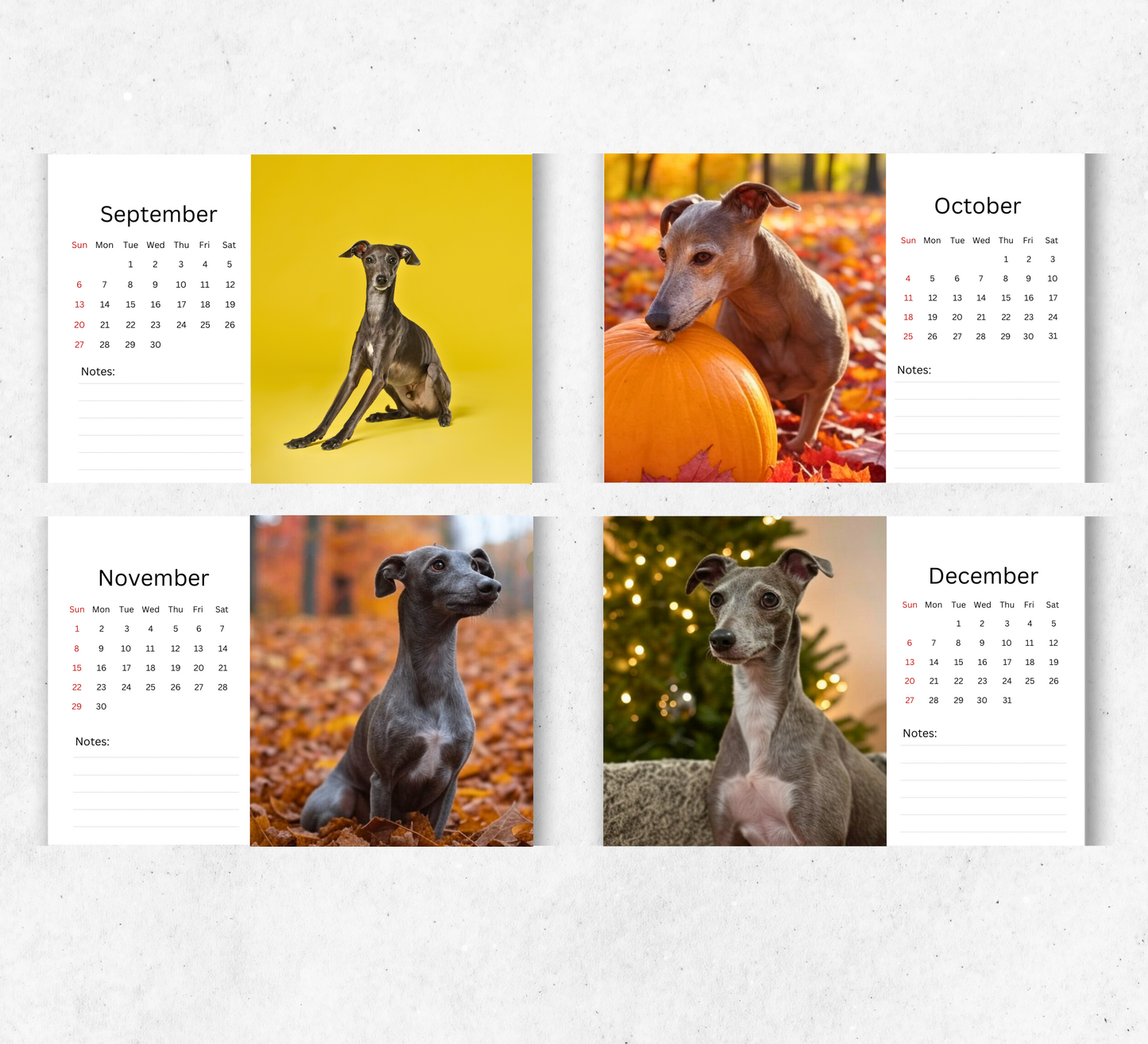Italian Greyhound Desk Calendar 2026-2027