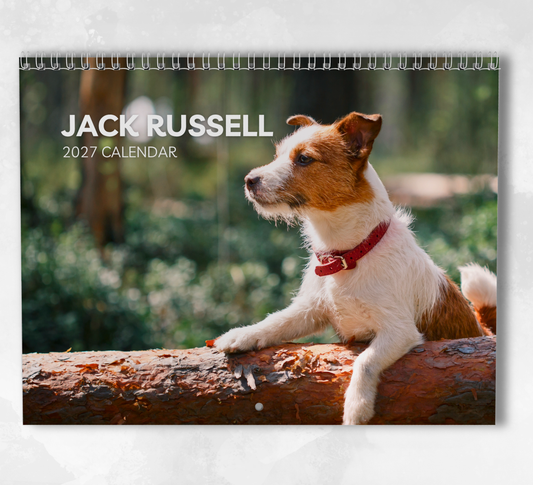 Jack Russell Calendar 2027