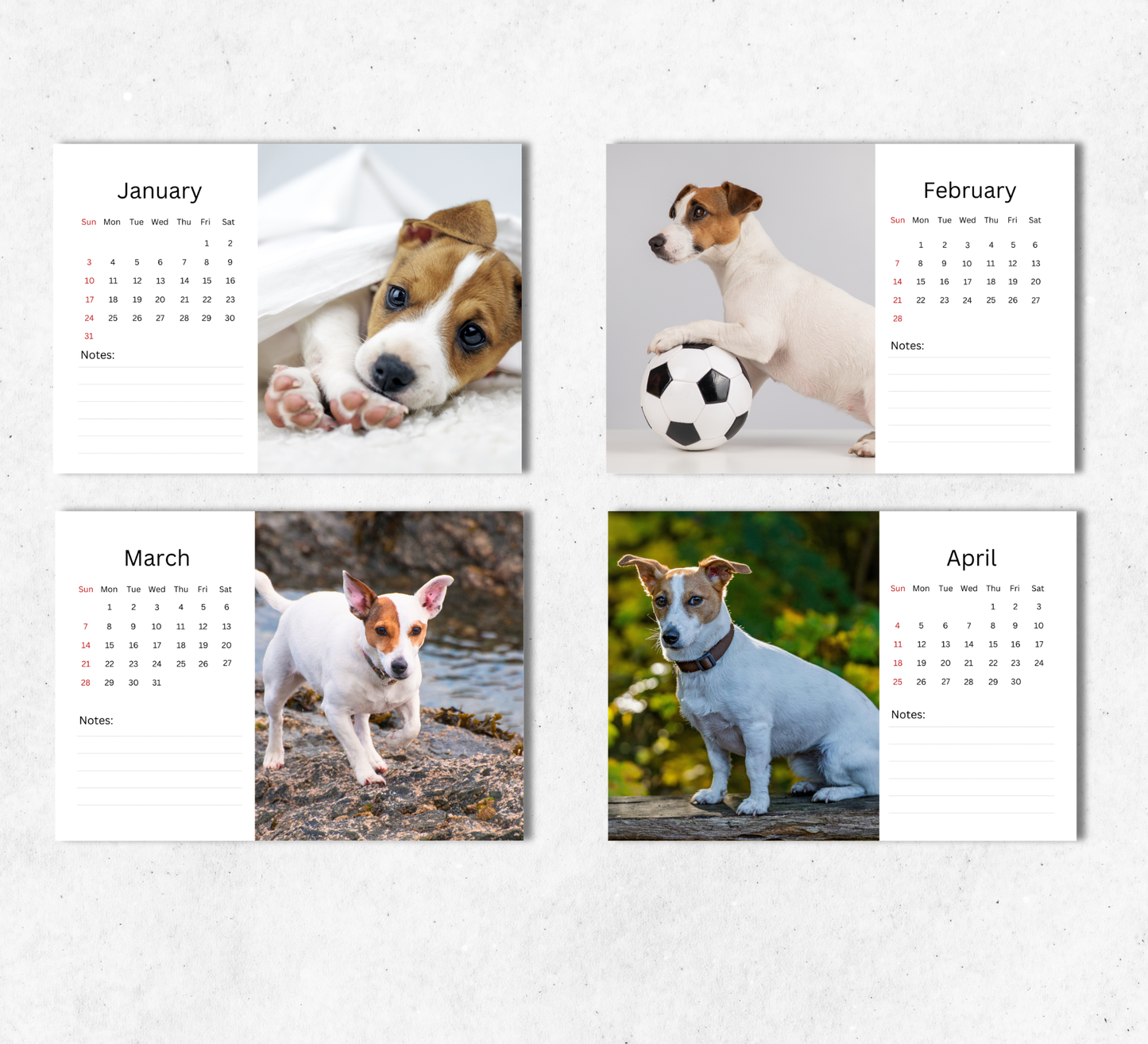 Jack Russell Desk Calendar 2027-2028