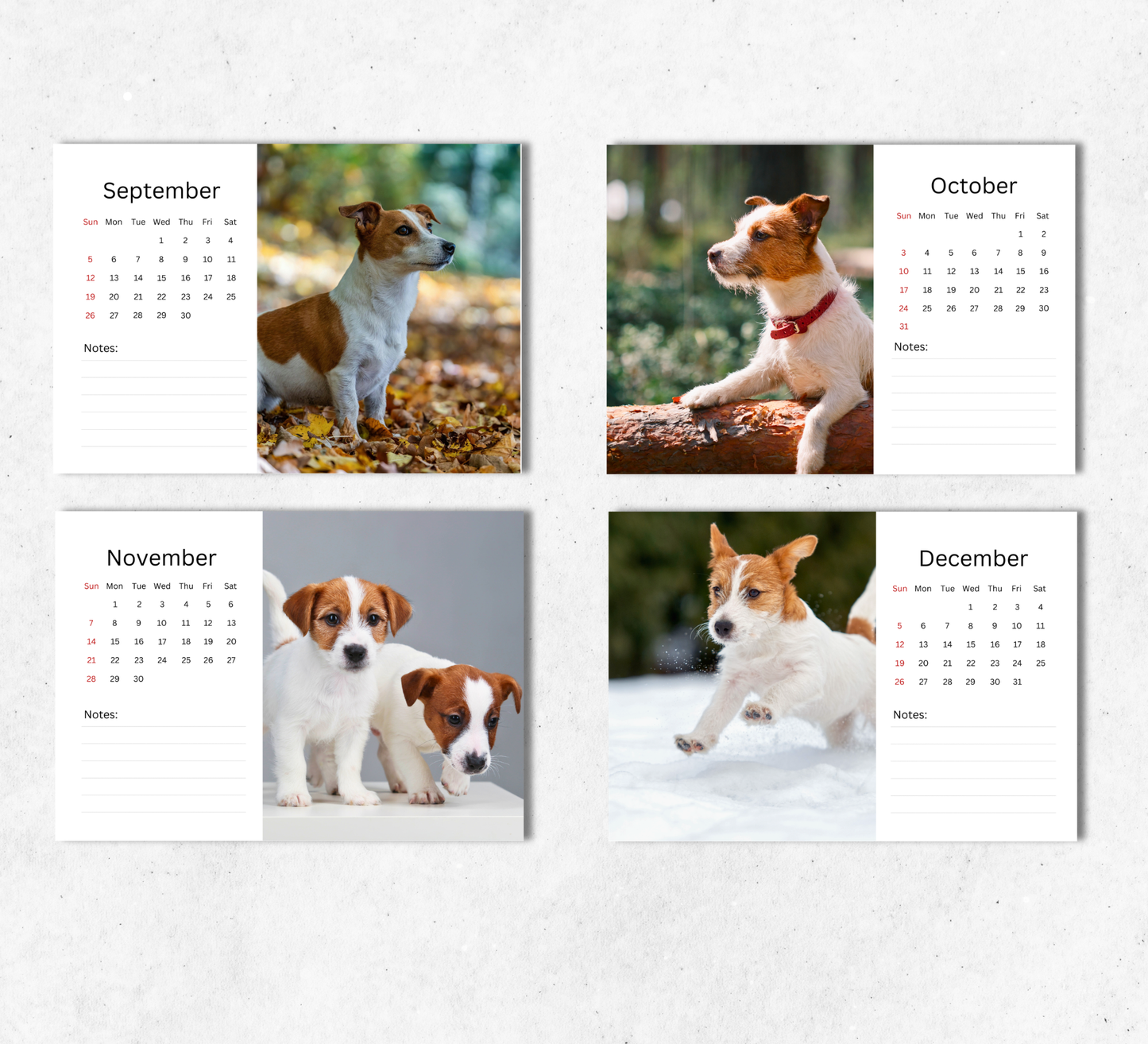 Jack Russell Desk Calendar 2027-2028