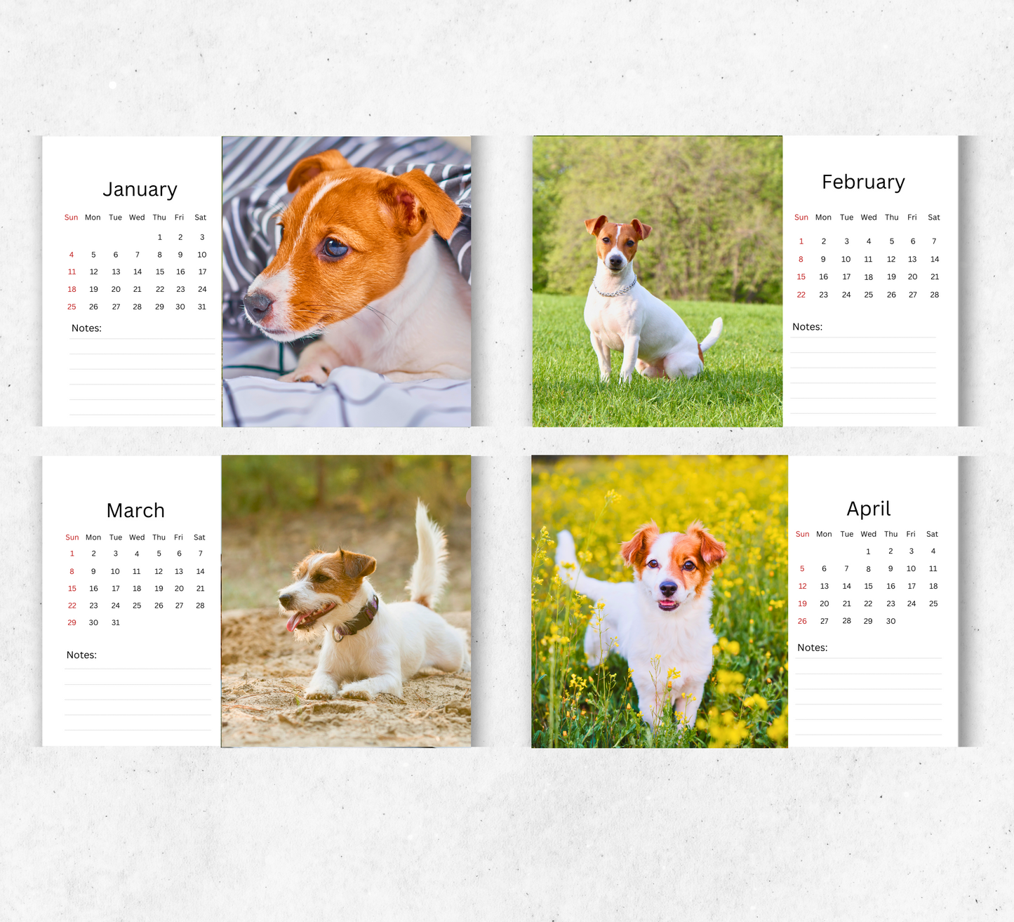 Jack Russell Desk Calendar 2026-2027