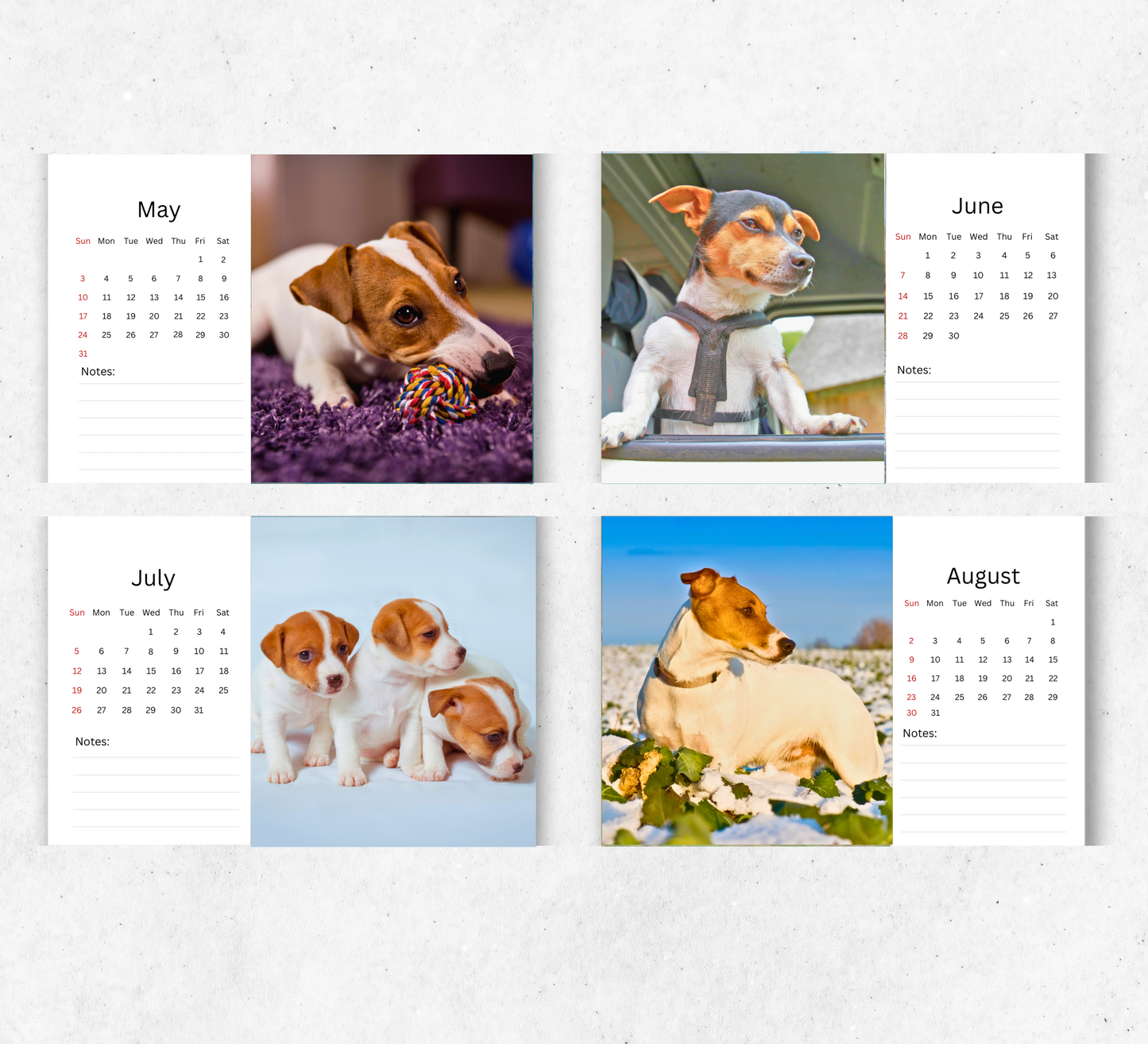 Jack Russell Desk Calendar 2026-2027