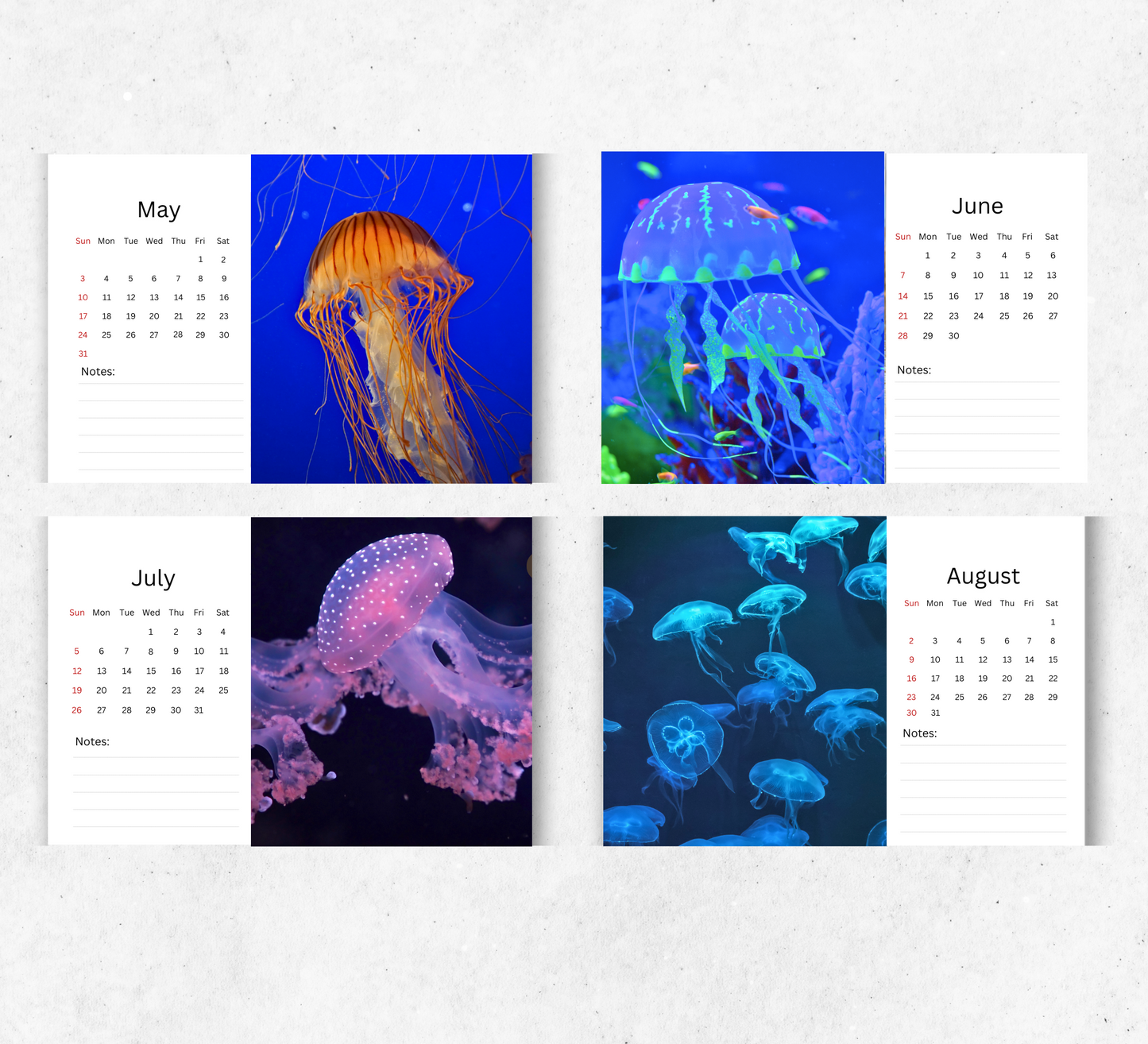 Jellyfish Desk Calendar 2026-2027