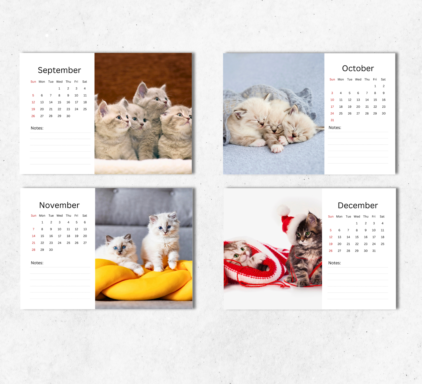 Kitten Desk Calendar 2027-2028