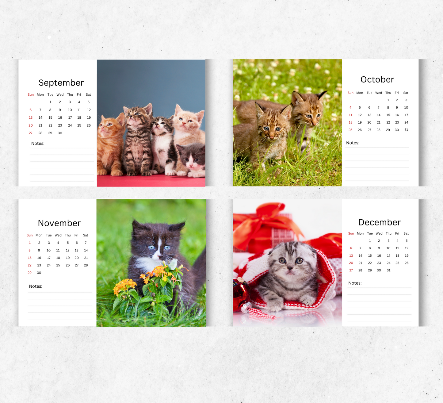 Kitten Desk Calendar 2026-2027