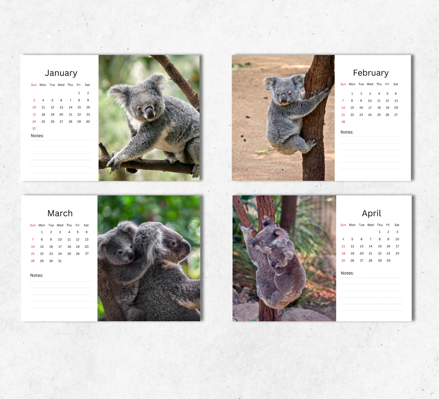 Koala Desk Calendar 2027-2028