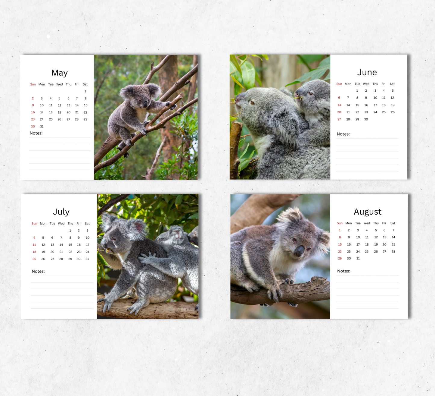 Koala Desk Calendar 2027-2028