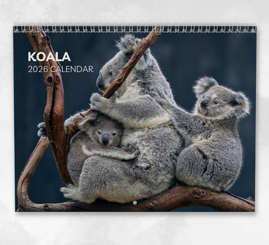 Koala Calendar 2026