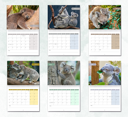 Koala Calendar 2026
