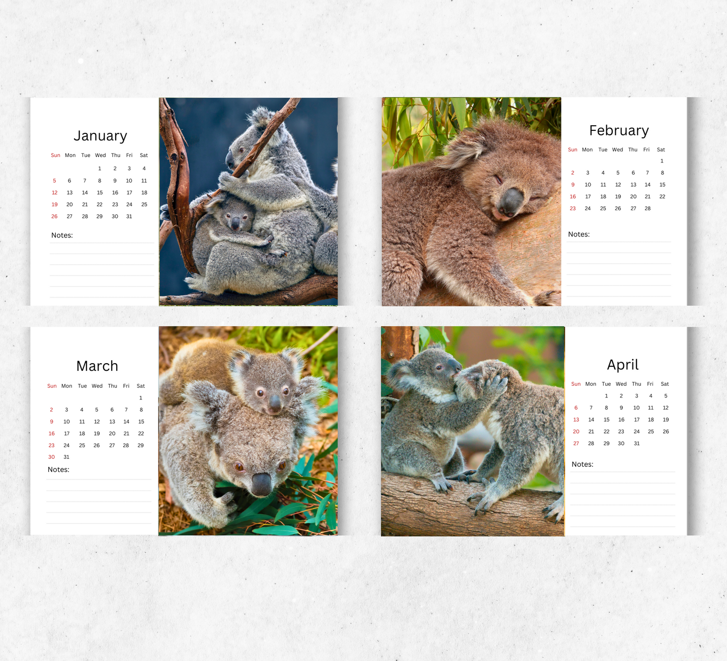 Koala Desk Calendar 2026-2027