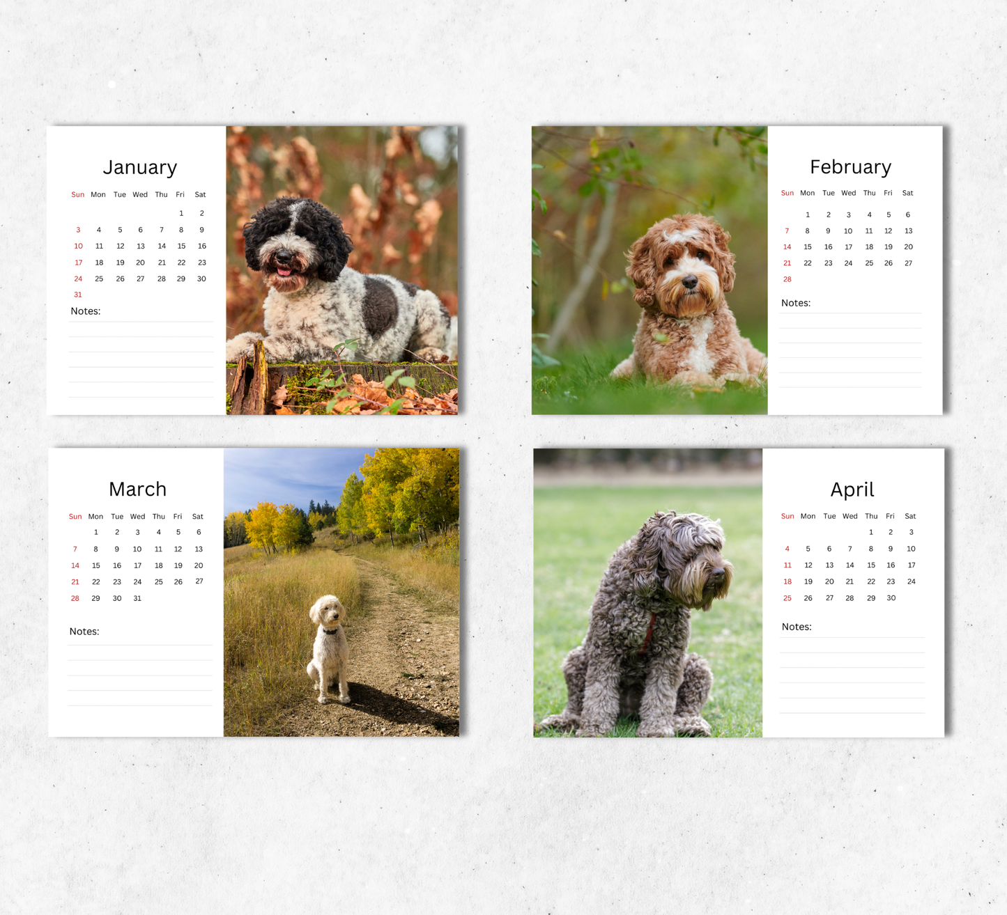 Labradoodle Desk Calendar 2027-2028