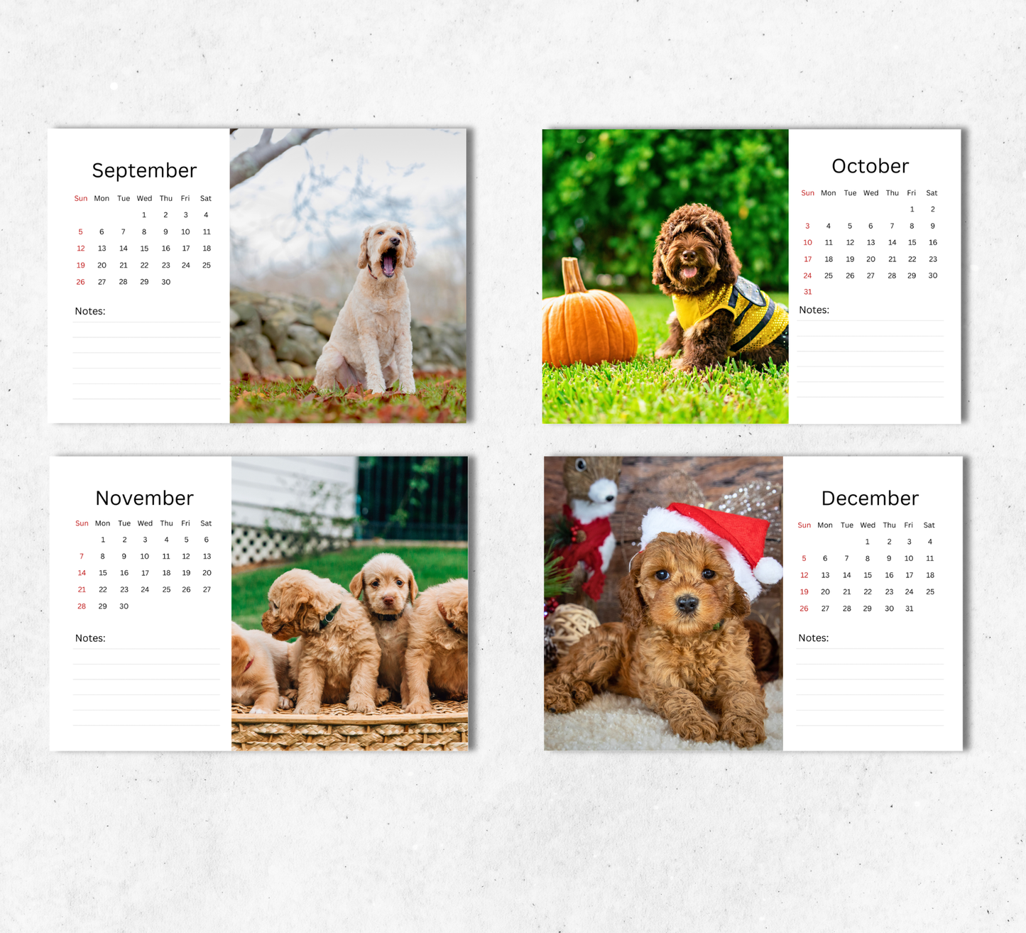 Labradoodle Desk Calendar 2027-2028