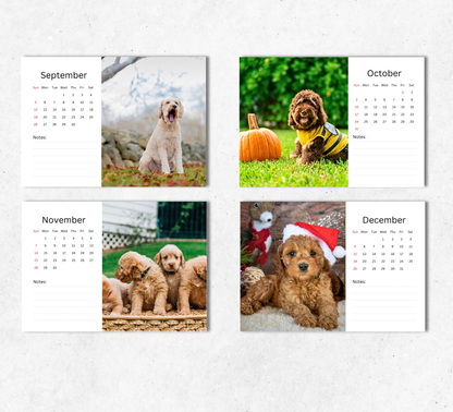 Labradoodle Desk Calendar 2027-2028