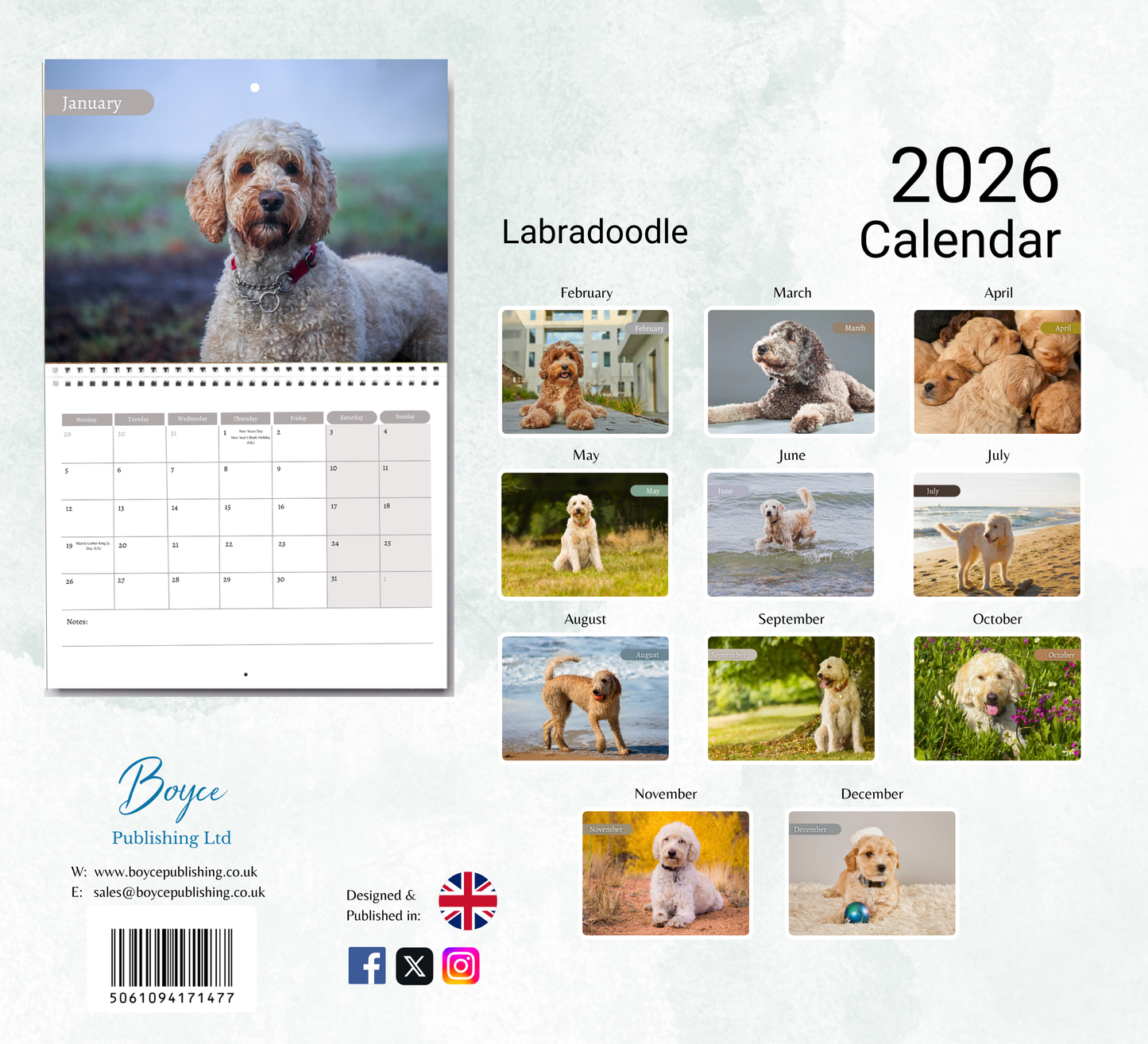 Labradoodle Calendar 2026