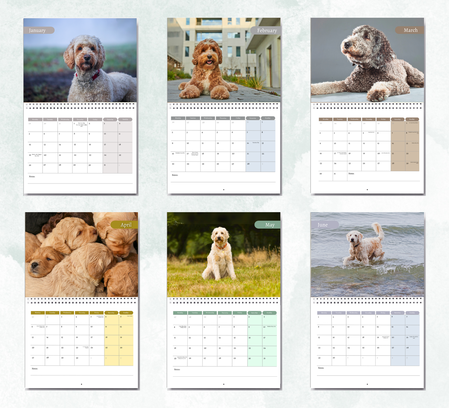 Labradoodle Calendar 2026