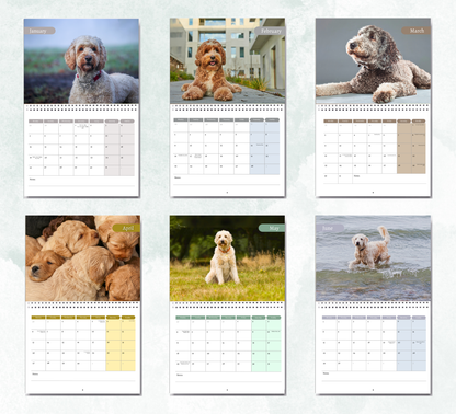 Labradoodle Calendar 2026