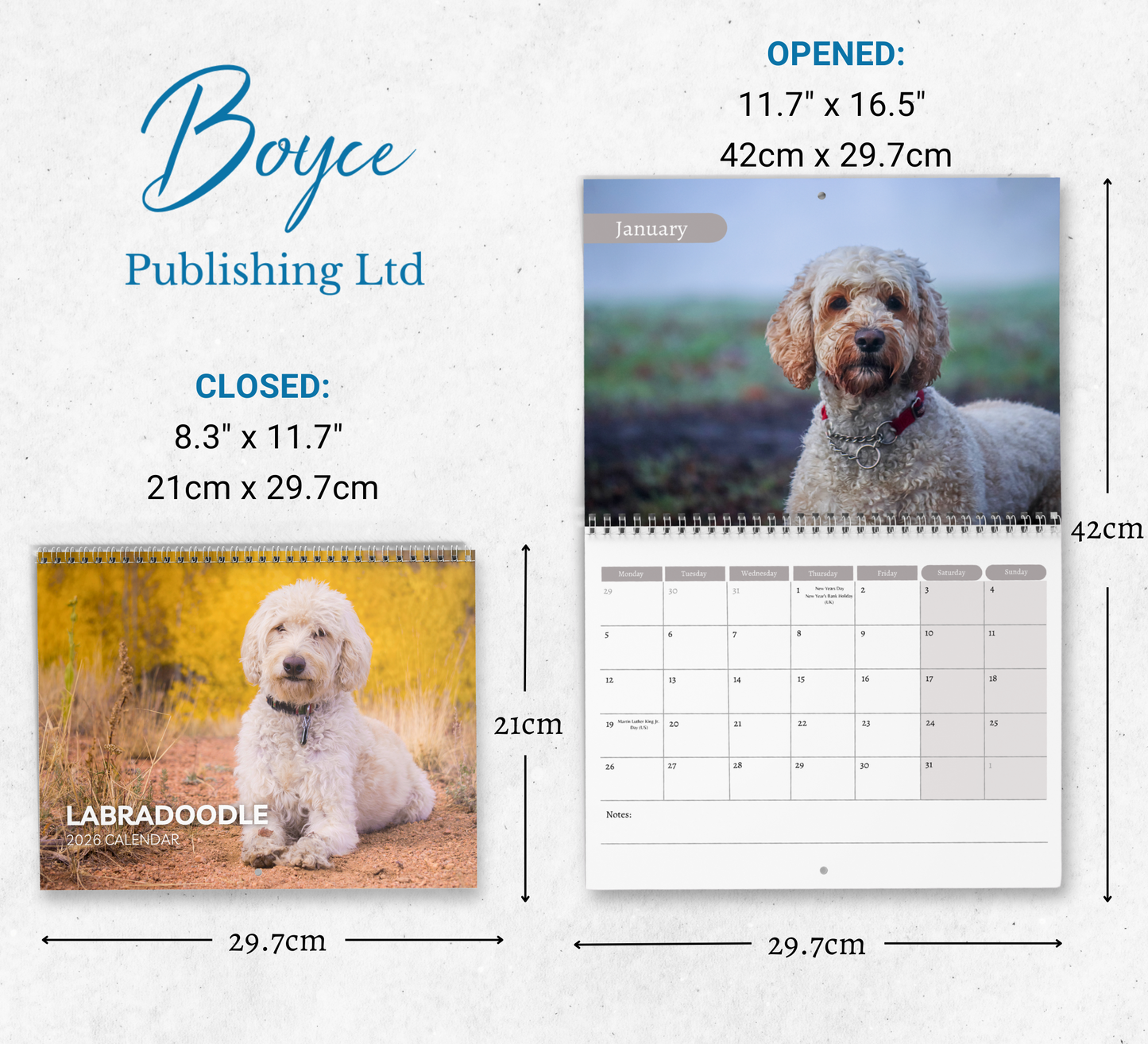 Labradoodle Calendar 2026